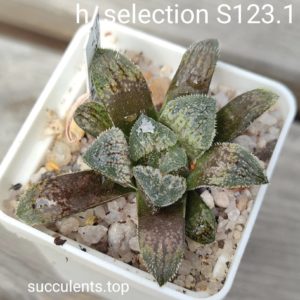 haworthia selection S123.1