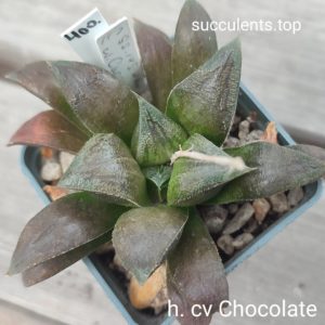 haworthia cv chocolate