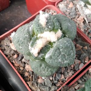 Ariocarpus cv."Godzilla"x fissuratus -щеплений-