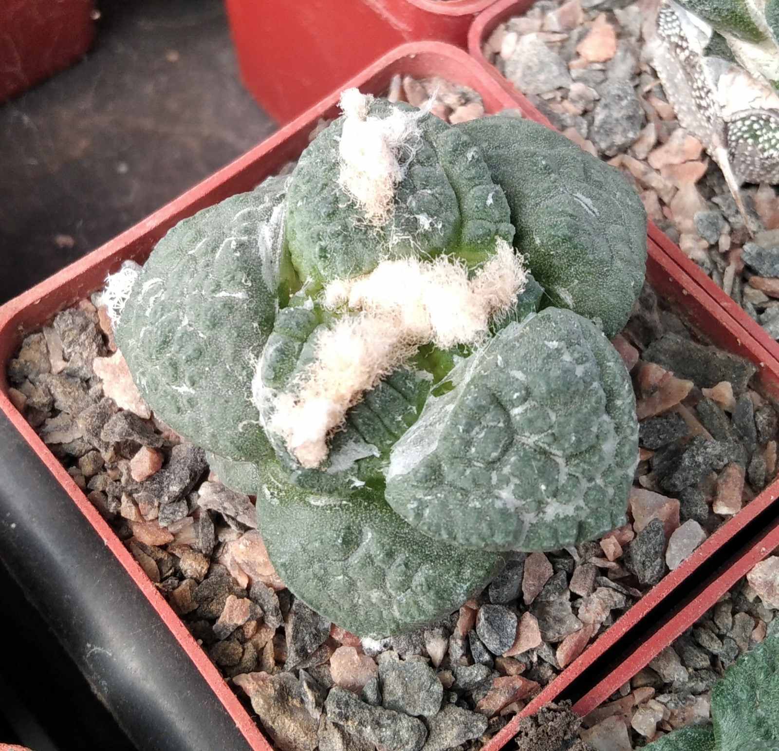 Ariocarpus cv."Godzilla"x fissuratus -щеплений-