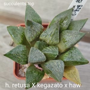 haworthia retusa x kegazato x haw