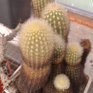 Neobinghamia climaxacantha -продаж одним лотом-