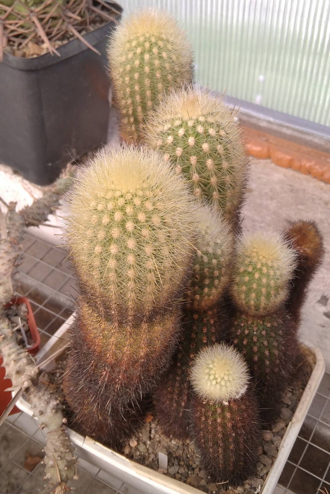 Neobinghamia climaxacantha -продаж одним лотом-