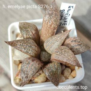 haworthia picta S276.1