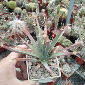 Leichtenbergia  principis -cube-9cm-