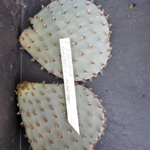 Opuntia basilaris v. treleasii -Koehres- пагони-