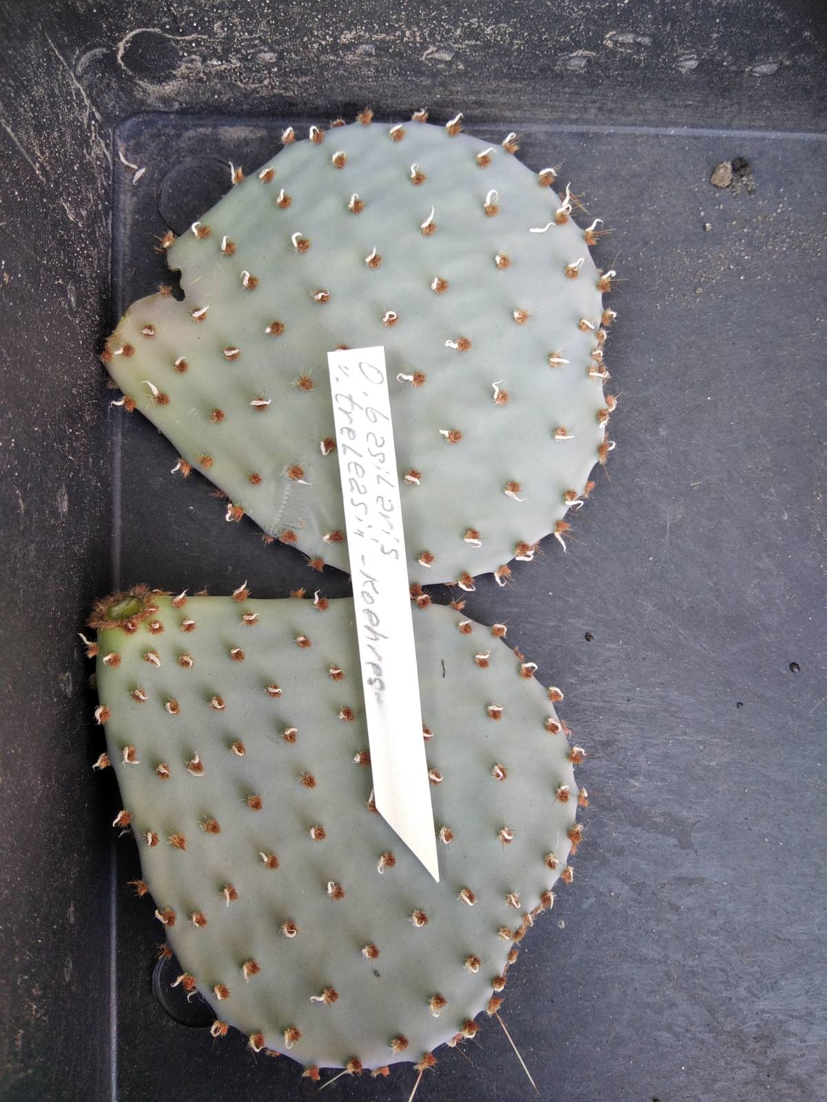 Opuntia basilaris v. treleasii -Koehres- пагони-