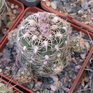 Gymnocalycium  bruchii -cube-6cm-