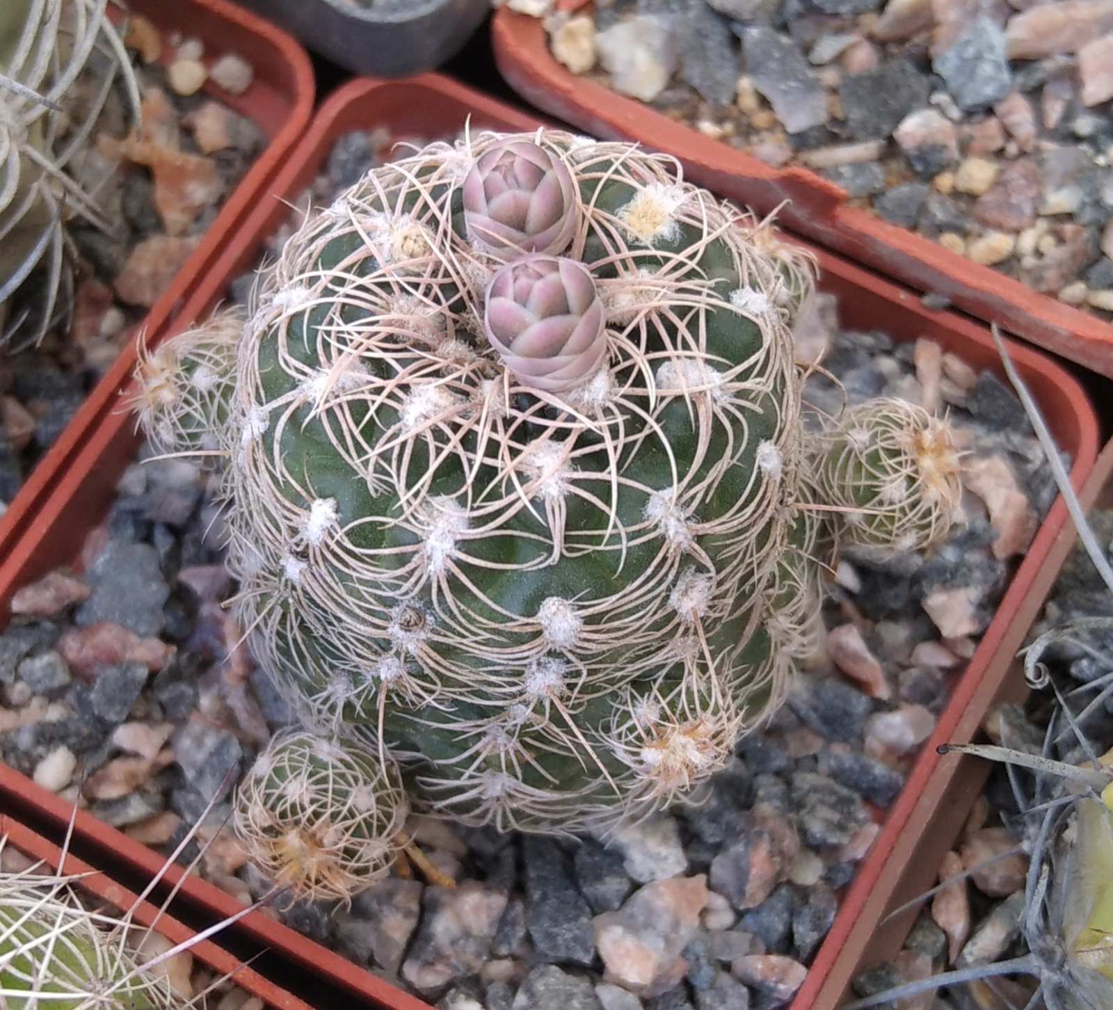 Gymnocalycium  bruchii -cube-6cm-