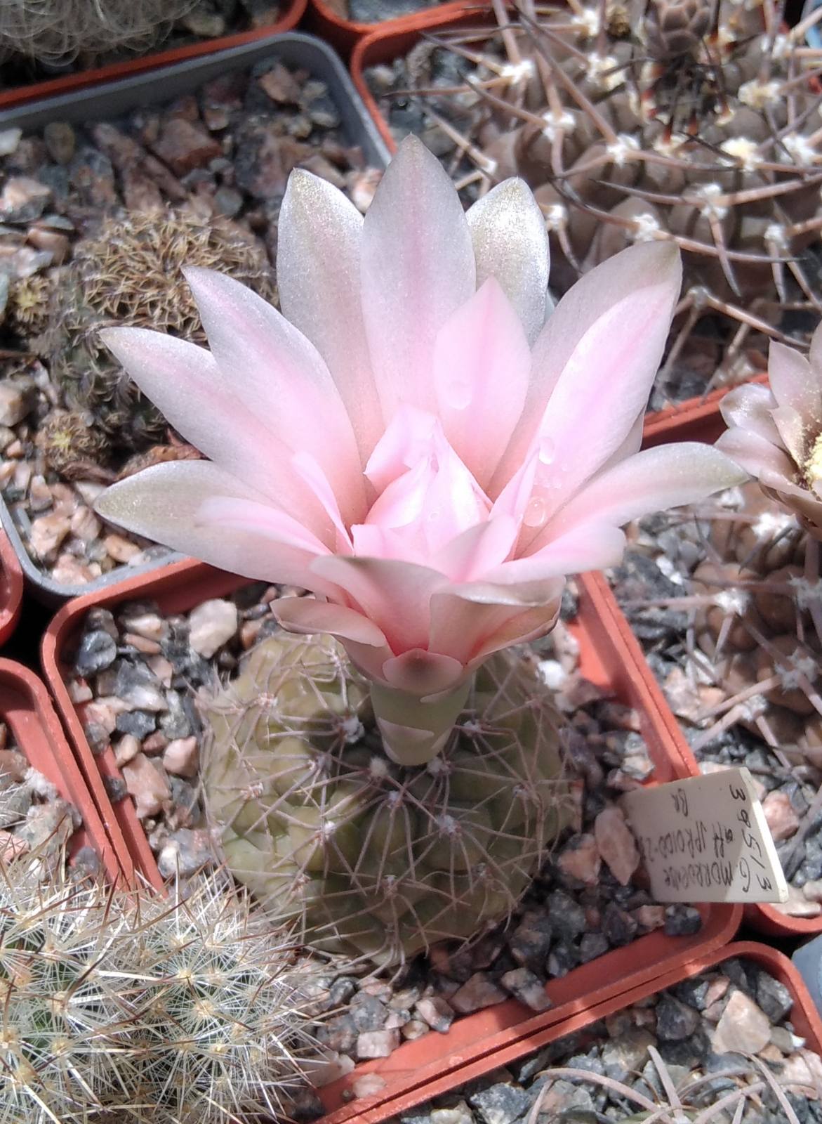 Gymnocalycium morroense aff. JPR0100-23 -cube-6cm-