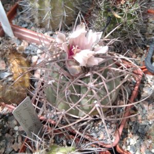 Gymnocalycium  cardenasianum -cube-7cm-