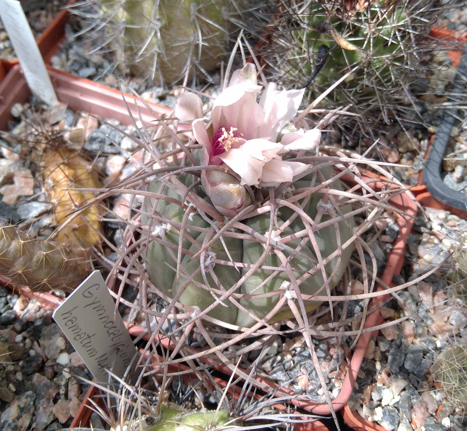 Gymnocalycium  cardenasianum -cube-7cm-