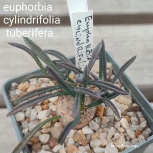euphorbia cylindrifolia tuberiafera