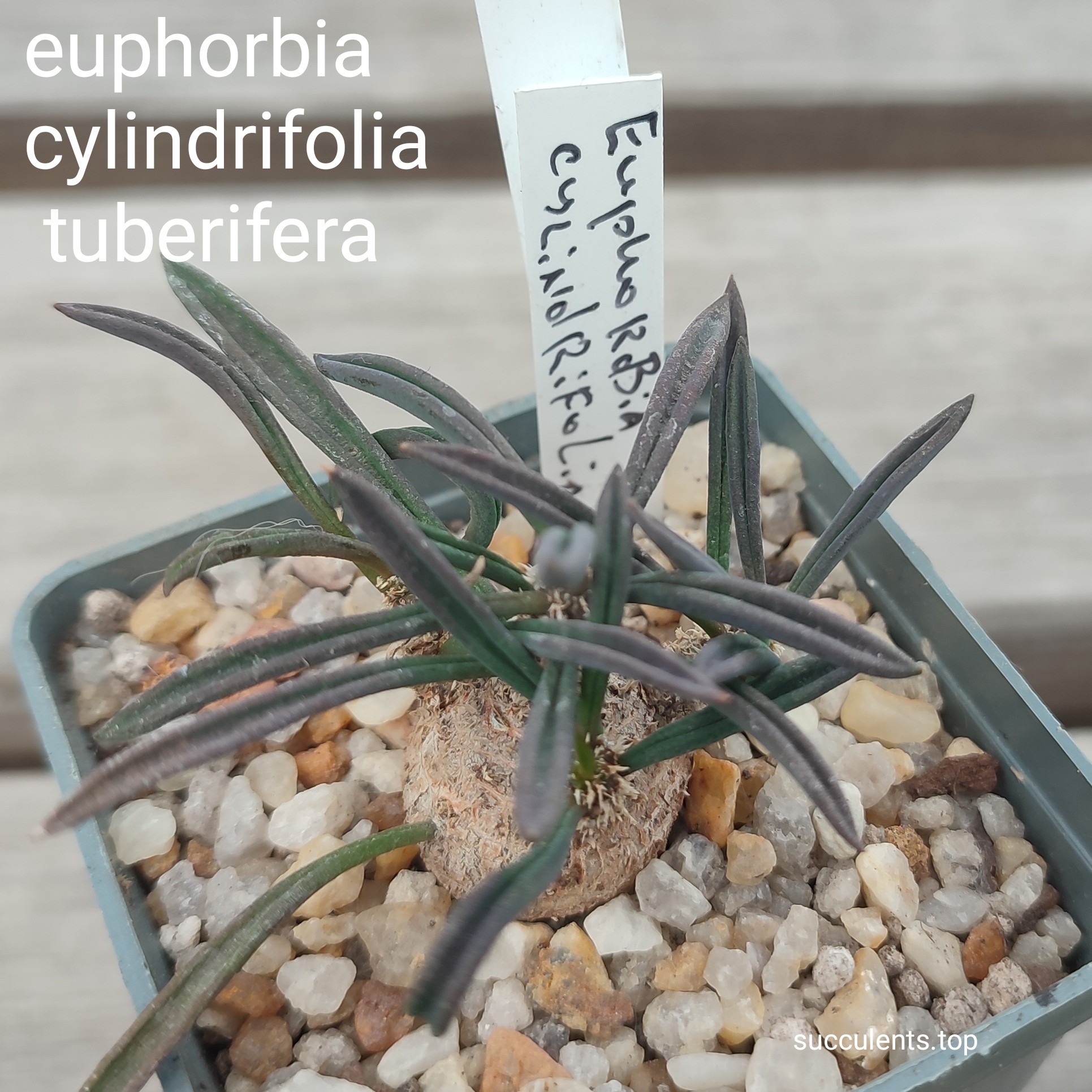 euphorbia cylindrifolia tuberiafera