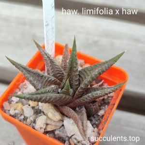 haworthia limifolia x haw