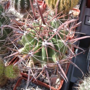 Ferocactus wislizenii v. herrerae SB1867 -Las Guasimas, Sonora- cube-8cm-