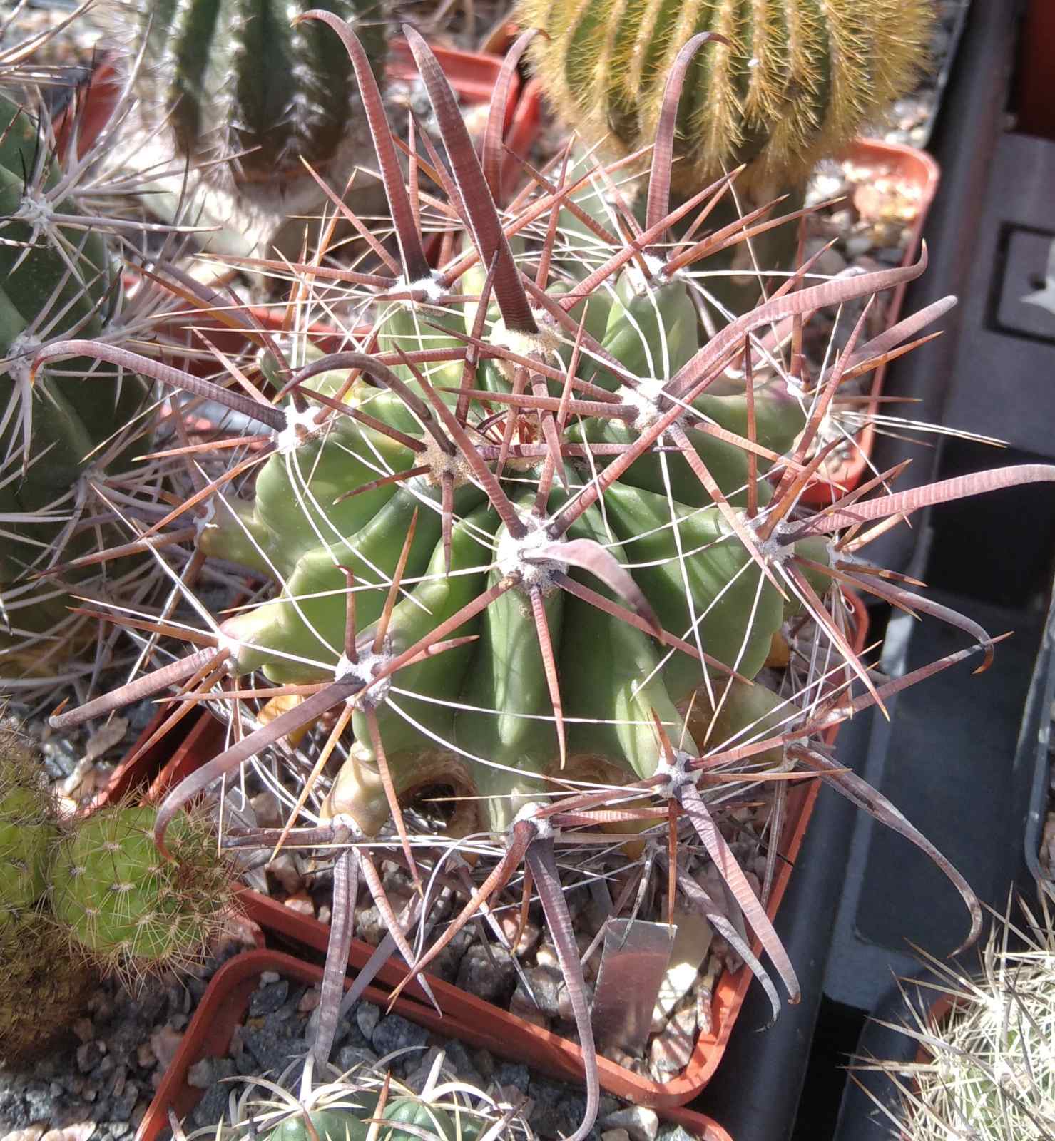 Ferocactus wislizenii v. herrerae SB1867 -Las Guasimas, Sonora- cube-8cm-