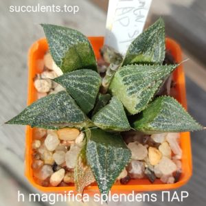haworthia magnifica splendents