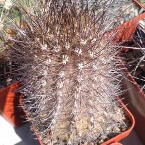 Neoporteria subgibbosa v. castaneoides -Mesa Garden-cube-7cm- багаторічна колекційна рослина-