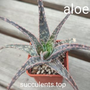 aloe cv