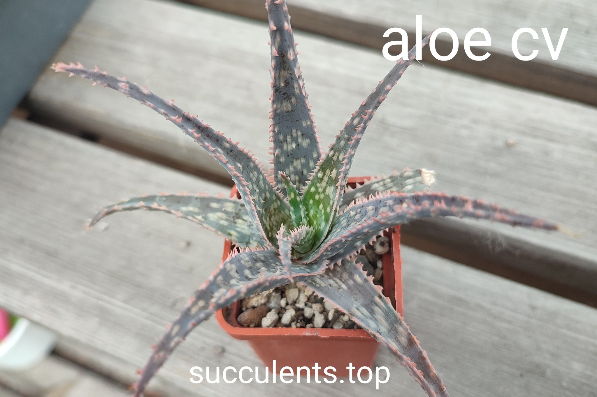 aloe cv