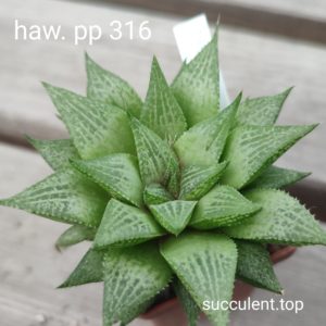 haworthia pn316