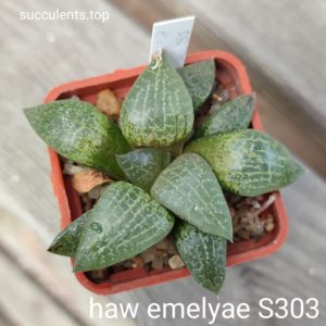 haworthia emelyae S303