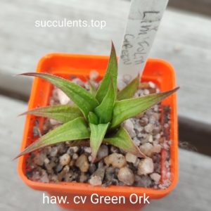haworthia green ork