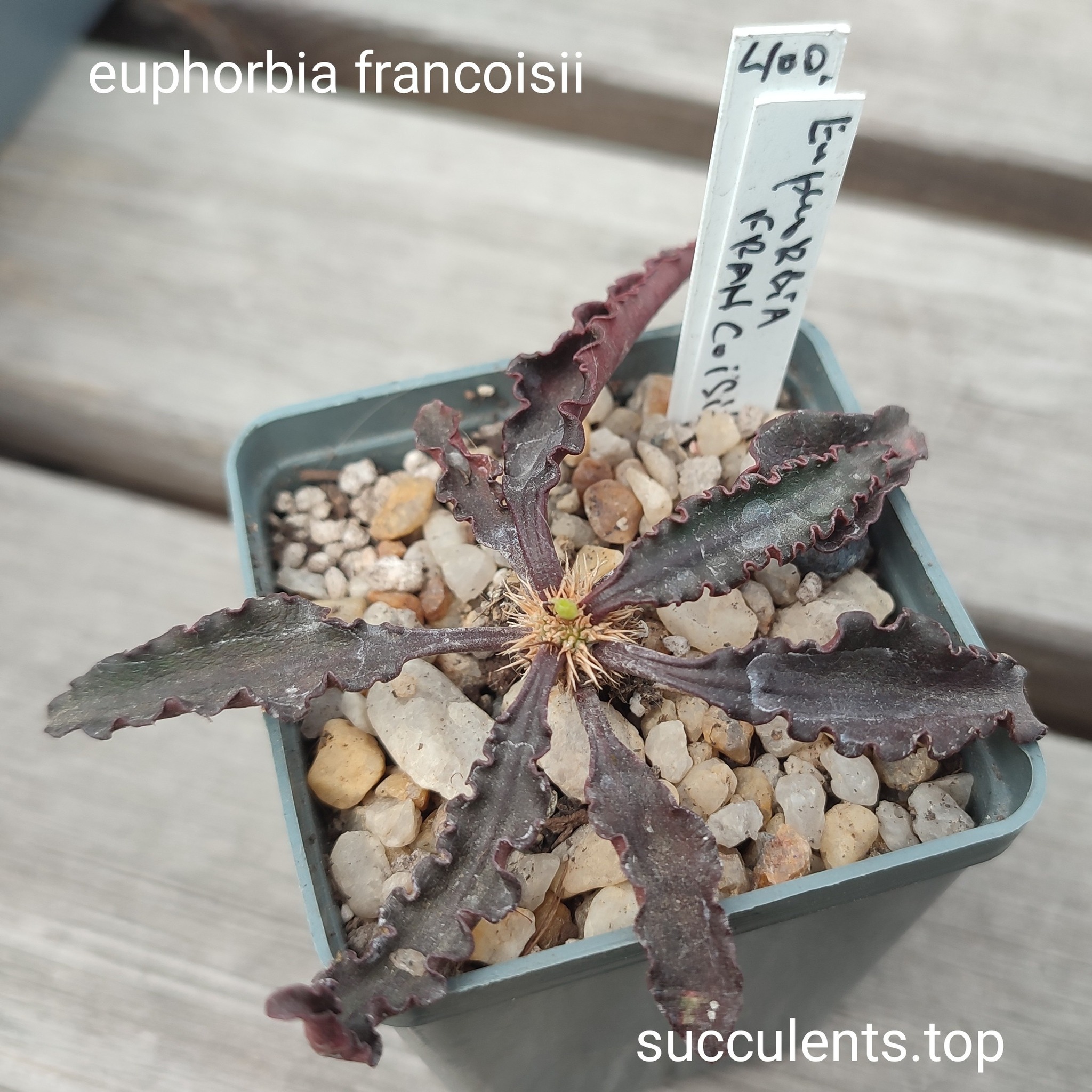 euphorbia francoisii