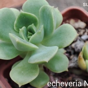 echeveria nicksana