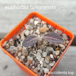 euphorbia tulearensis