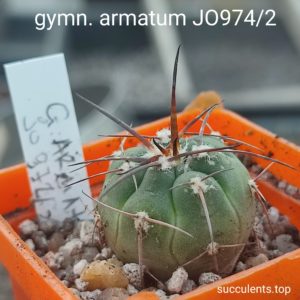 gymnocalycium armatum JO974\2