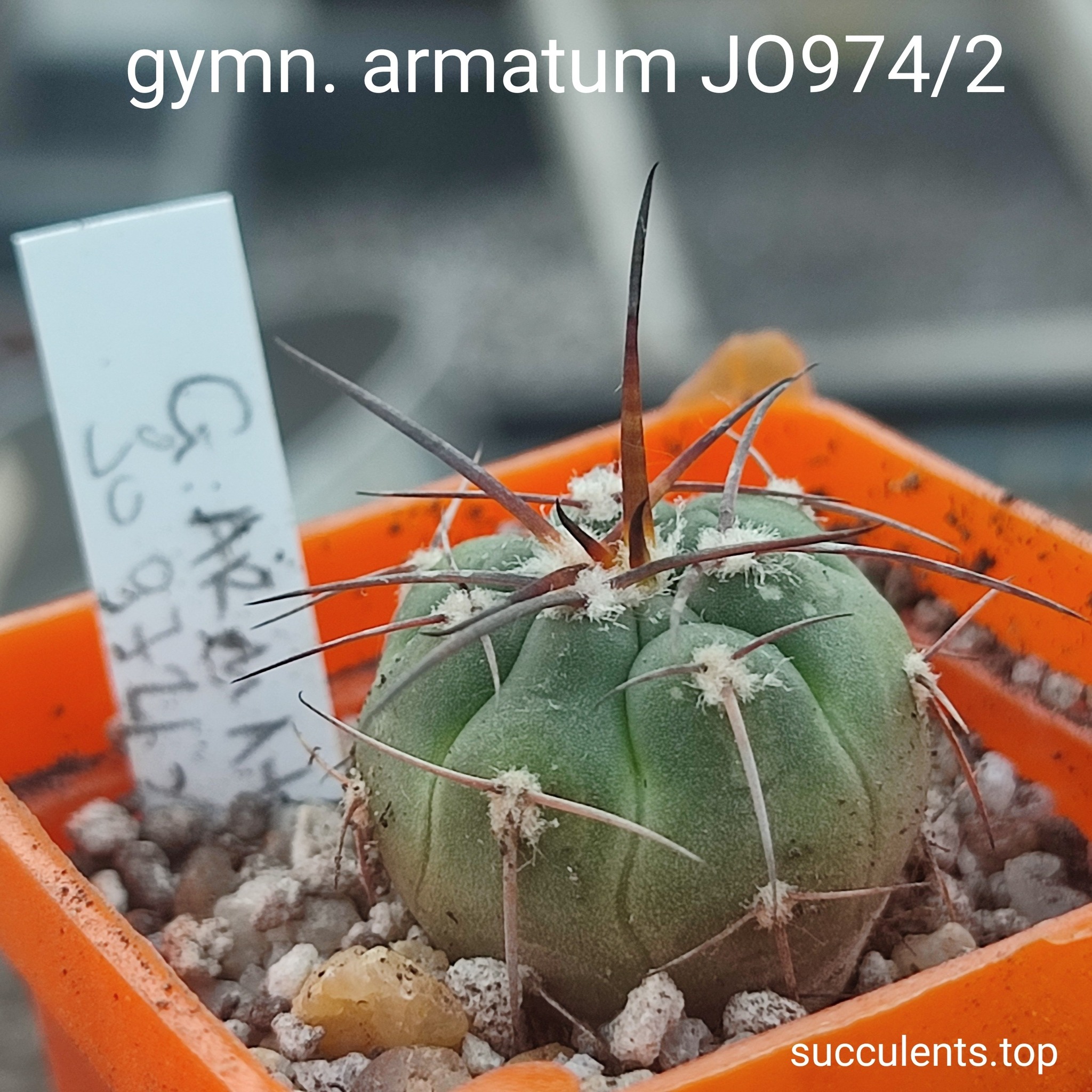 gymnocalycium armatum JO974\2