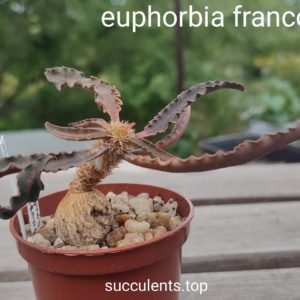 euphorbia francoisii
