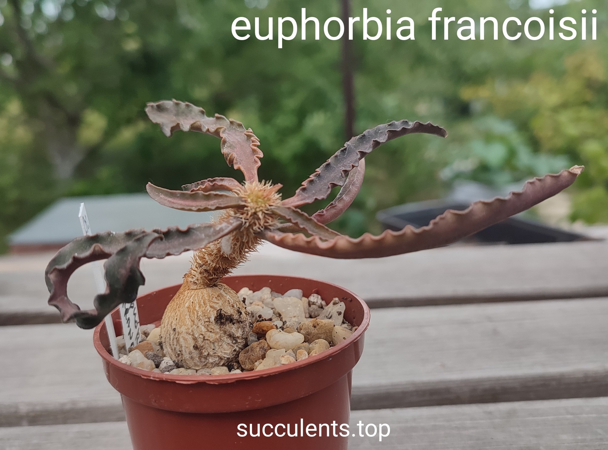 euphorbia francoisii