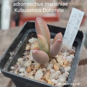 adromischus marianiae kubusensis