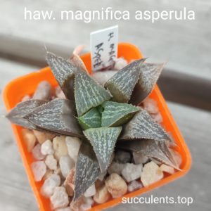 haworthia magnifica asperula
