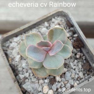 echeveria rainbow