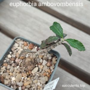 euphorbia abovambensis