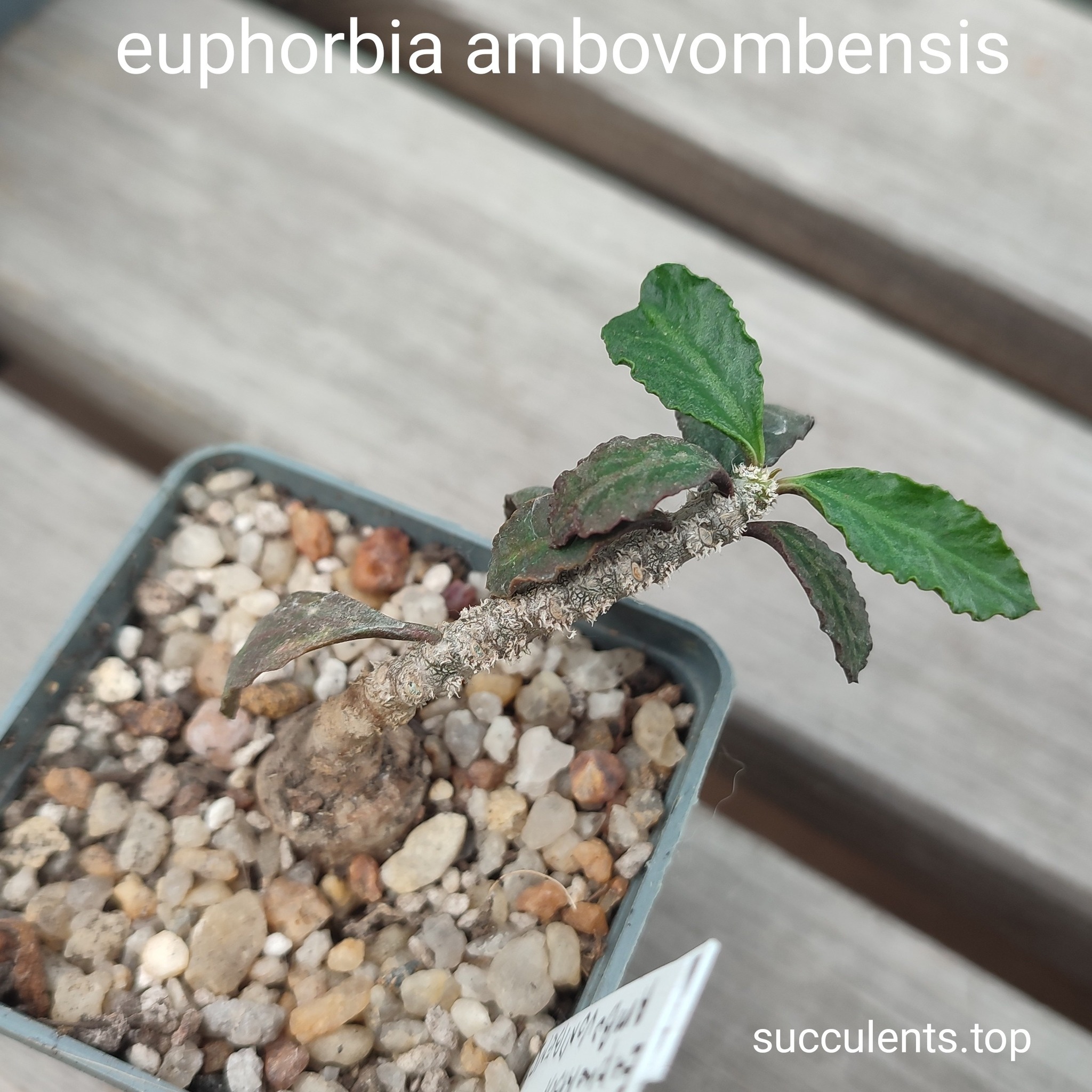 euphorbia abovambensis