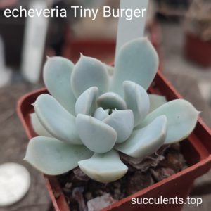 echeveria Tiny Burger