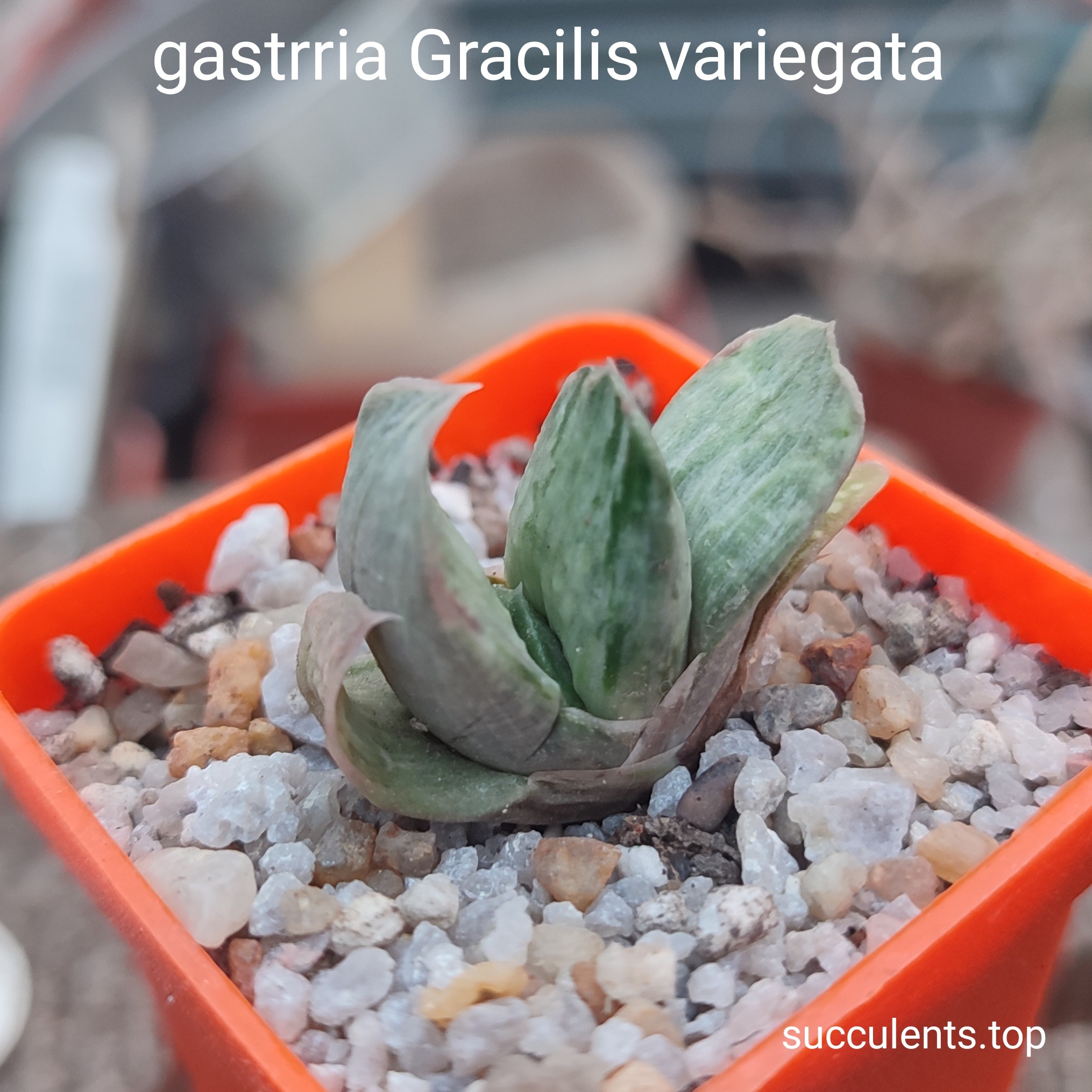 gasteria gracilis variegata