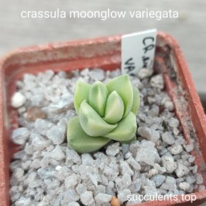 crassula moonglow variegata