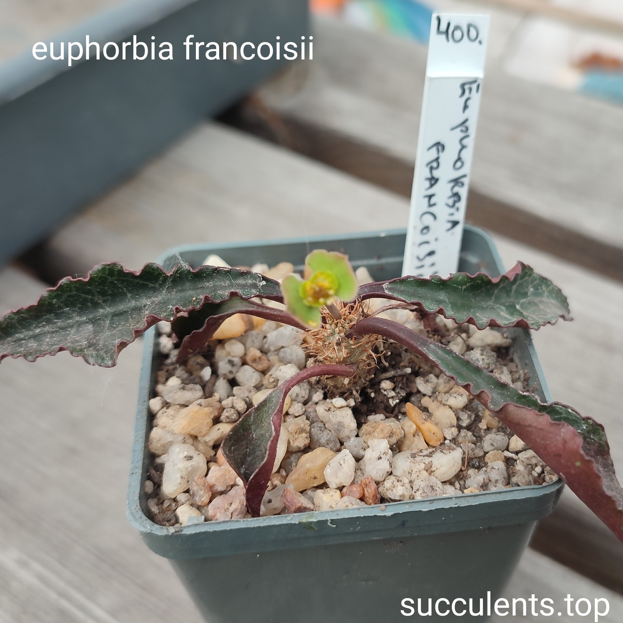 euphorbia francoisii