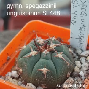 gymnocalycium spegassinii unguispinum SL44B