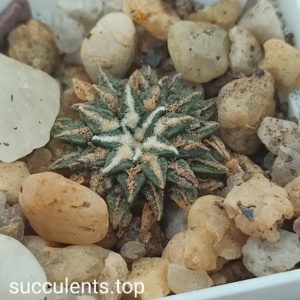 ariocarpus kotschoubeyanus albiflorus
