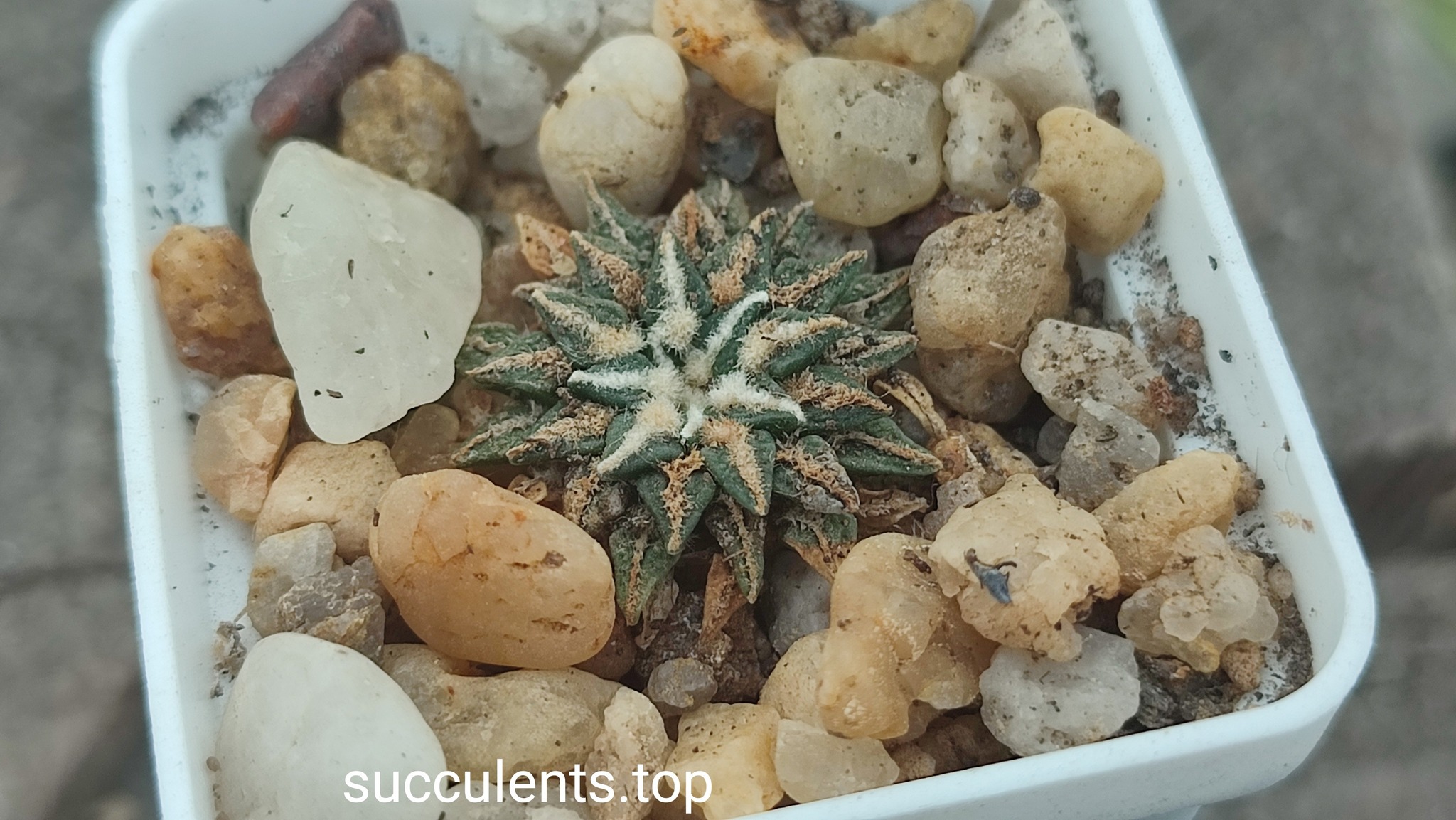 ariocarpus kotschoubeyanus albiflorus