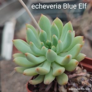 echeveria blue elf