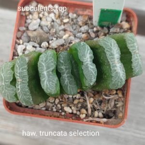 haworthia truncata selection