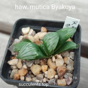 haworthia mutica Byakuya